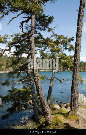 Randonnées au parc Sook. L'île de Vancouver, Colombie-Britannique, Canada. Banque D'Images