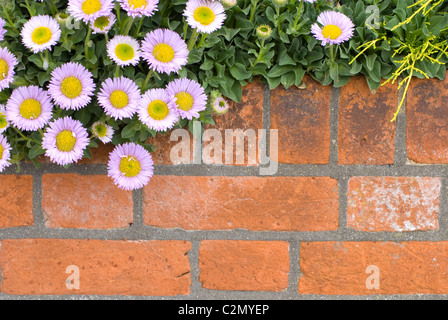 Mur de briques avec des fleurs. Fleabane. L'Erigeron Banque D'Images