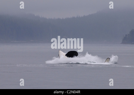 Épaulard ou orque violer, le saut, la projection, l'île de Vancouver, Canada Banque D'Images