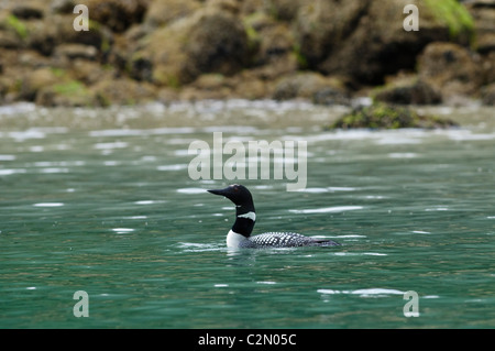 Plongeon huard, Glendale Cove - Knight Inlet Banque D'Images