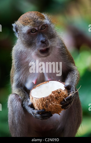 Monkey manger une noix de coco Banque D'Images