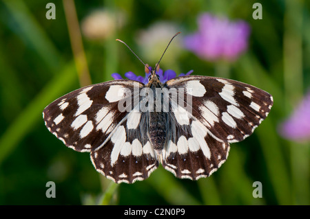 Schachbrettfalter, Melanargia galathea, marbré de papillon blanc Banque D'Images