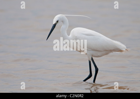 Seidenreiher, Egretta garzetta, Aigrette garzette Banque D'Images