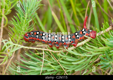 Wolfsmilchschwärmer Raupe ,Hyles euphorbiae, Hawk Moth Caterpillar Banque D'Images