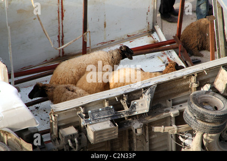 Camion transportant des moutons se plante Banque D'Images