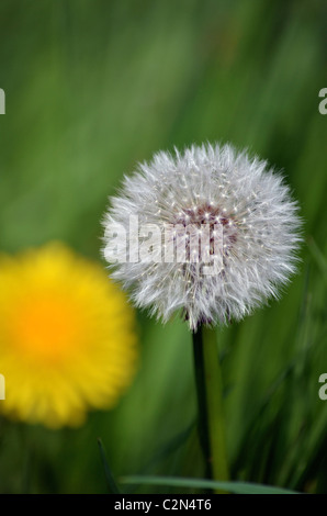 Le laiteron des champs, fleurs, macro Banque D'Images