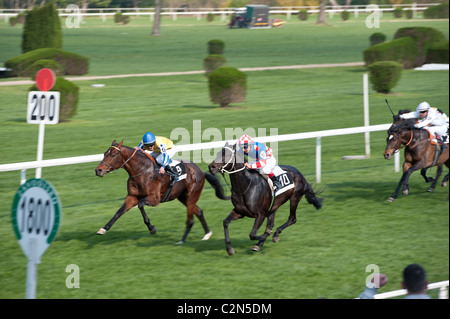 TUTANHAMON entre chase (GB) # 10 et tempête sans fin (GER) # 9 juste avant la ligne d'arrivée de Bratislava ville Maire Course sur 4/17, 2011 Banque D'Images