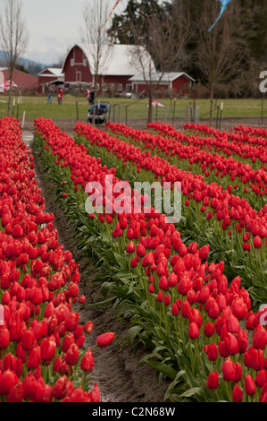 Domaines de tulipes colorées peut être vu croître à la vallée de la Skagit Tulip Festival près de Mt. Vernon, l'État de Washington. Banque D'Images