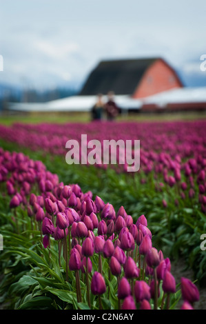 Domaines de tulipes colorées peut être vu croître à la vallée de la Skagit Tulip Festival près de Mt. Vernon, l'État de Washington. Banque D'Images