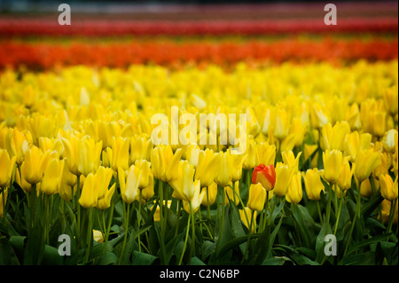 Champs de tulipes colorées peuvent être vus au printemps dans la vallée de la Skagit de l'état de Washington. Banque D'Images