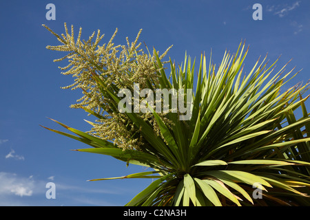 Arbre dans la fleur du chou (Cordyline australis), Central Otago, île du Sud, Nouvelle-Zélande Banque D'Images