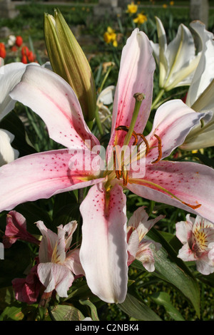 Fleur de lys rose et blanc prises dans Formby, Merseyside, Royaume-Uni Banque D'Images