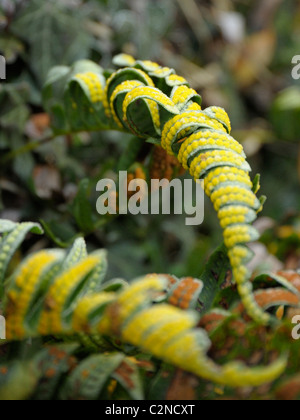 , Polypode Polypodium vulgare Banque D'Images