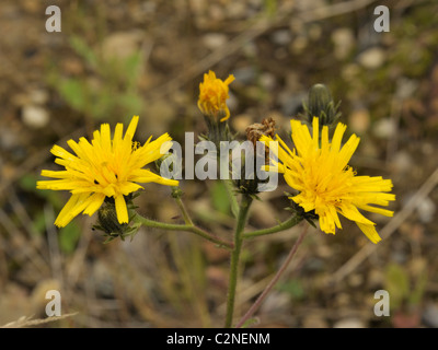 L'épervière picris hieracioides, Oxtongue Banque D'Images