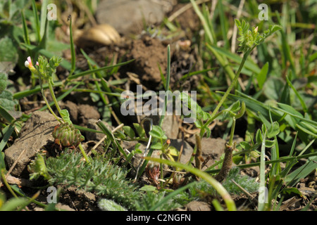 Bird's-foot, ornithopus perpusillus Banque D'Images
