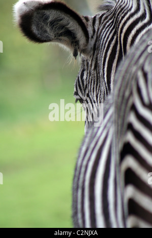 Burchell Zebra à West Midlands Safari Park, Angleterre, Royaume-Uni Banque D'Images