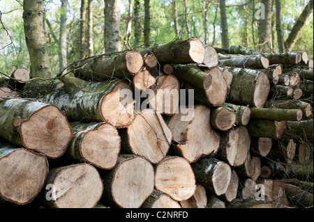 Pile de gauche des arbres hachés dans un bois pour un habitat de la faune. L'Oxfordshire, UK Banque D'Images