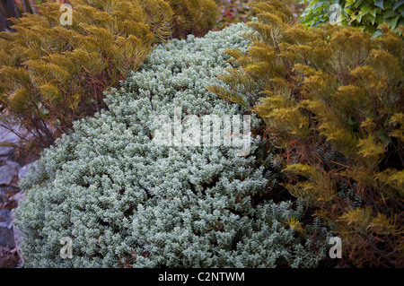 Hebe pinguifolia 'Sutherland' (gris moyen) Hebe ochracea 'James Stirling (gauche, droite) Banque D'Images