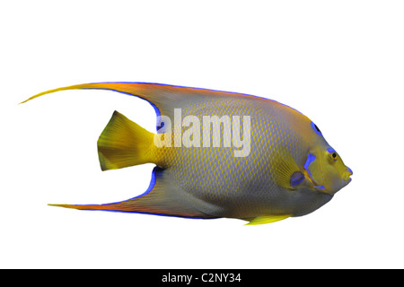 Lit Queen Angelfish (Holacanthus ciliaris) in front of white background Banque D'Images