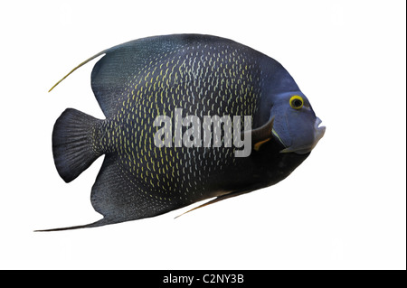 Pomacanthus paru ou poisson ange français devant un fond blanc Banque D'Images
