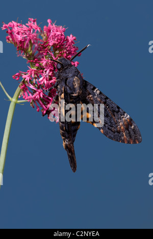 Tête de mort Acherontia atropos Hawk-moth (contrôlé). La plus grande espèce d'être trouvés en Grande-Bretagne. Banque D'Images