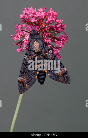 Tête de mort Acherontia atropos Hawk-moth (contrôlé). La plus grande espèce d'être trouvés en Grande-Bretagne. Banque D'Images