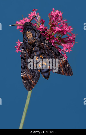 Tête de mort Acherontia atropos Hawk-moth (contrôlé). La plus grande espèce d'être trouvés en Grande-Bretagne. Banque D'Images