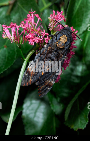 Tête de mort Acherontia atropos Hawk-moth (contrôlé). La plus grande espèce d'être trouvés en Grande-Bretagne. Banque D'Images