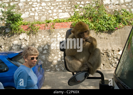 Macaque de Barbarie juvénile assis sur wing mirror de bus touristique de manger des arachides Banque D'Images