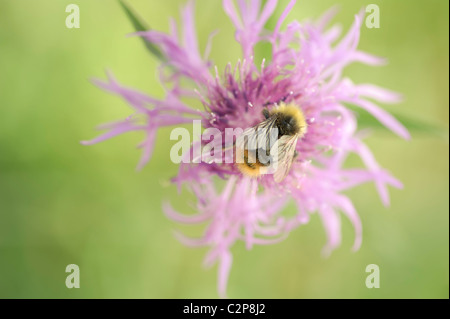 Bourdon et Thistle Banque D'Images