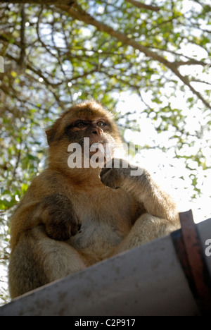 Macaque de Barbarie bébé assis sur le toit, d'une finition à remous de la crème glacée Ben & Jerrys il a volé un touriste Banque D'Images