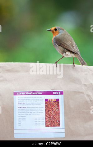 Robin sur un sac de farine en direct Banque D'Images