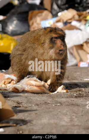 Macaque de Barbarie mâles adultes assis dans décharge sur le rocher de Gibraltar de manger son chemin à travers un sac de petits pains à hamburger rassis Banque D'Images