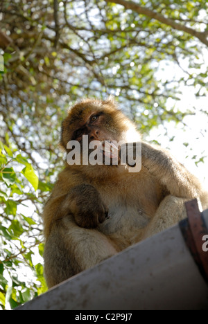 Macaque de Barbarie bébé assis sur le toit, d'une finition à remous de la crème glacée Ben & Jerrys il a volé un touriste Banque D'Images