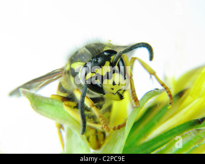 Guêpe jaune sur quelques feuilles vertes Banque D'Images