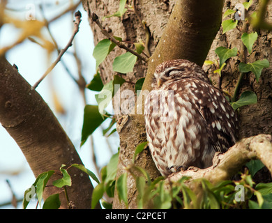 Sleepy Chouette chevêche (Athene noctua) perché dans l'arbre Banque D'Images