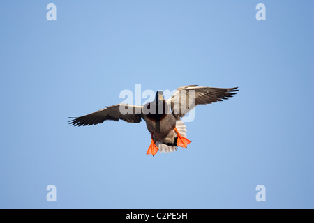 Canard colvert mâle en vol et en ordre décroissant avec les ailes bombées et les pieds vers le bas. Banque D'Images