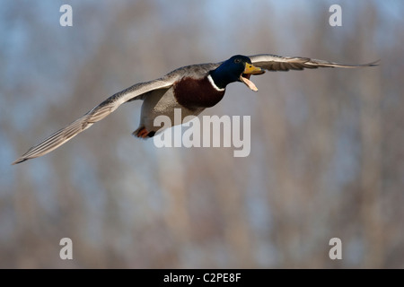 Appelant Canard colvert mâle en vol avec la bouche ouverte. Banque D'Images