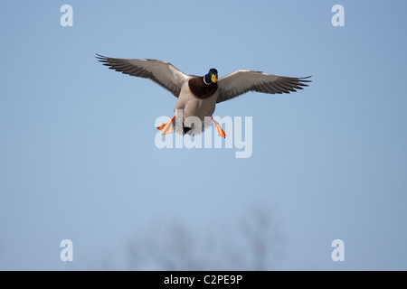 Canard colvert mâle en vol en descente avec les pieds vers le bas. Banque D'Images