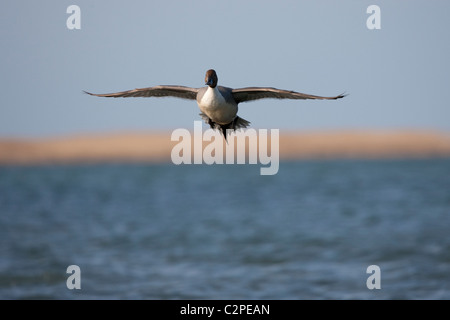 Canard pilet mâle en vol et ne s'approche plus de l'eau. Banque D'Images