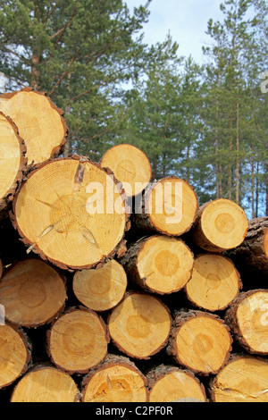 Pin Sciages grumes empilées en forêt Banque D'Images
