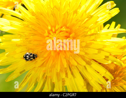 Spot Ladybird sur quatorze têtes de Pissenlit Banque D'Images