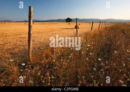 Botte de foin. Banque D'Images