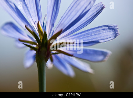 Fleur de chicorée commune, Cichorium intybus Banque D'Images