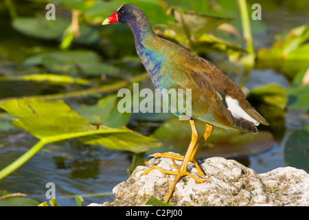 Purple gallinule Porphyrula martinica,, Everglades, Florida, USA Banque D'Images