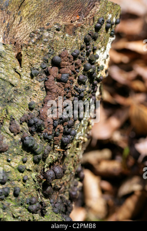 Hêtre Hypoxylon fragiforme Woodwart,, Xylariaceae. Un champignon commun. Banque D'Images