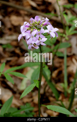 Coralroot Bittercress ou Coral-Wort, Cardamine bulbifera, Brassicaceae. Avril, Whippendell Woods, Hertfordshire. Banque D'Images