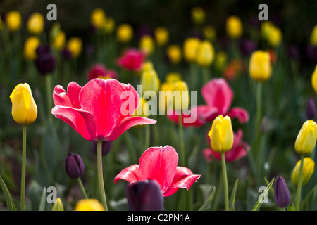 Les tulipes (tulipa) au printemps