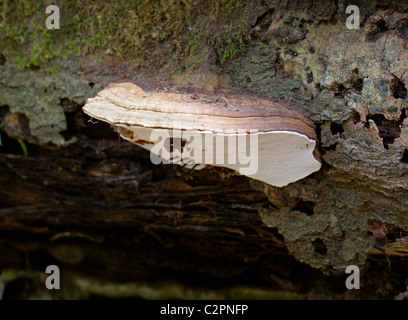 Champignon de l'artiste sur Beech Tree, Ganoderma applanatum, Ganodermataceae. Banque D'Images