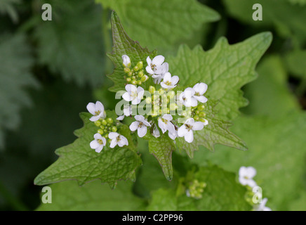 Jack par la haie ou l'Alliaire officinale, Alliaria petiolata, Brassicaceae Banque D'Images